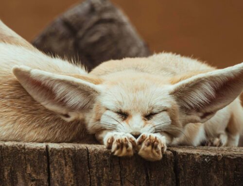 Rust in je hoofd? Probeer deze 4 oefeningen